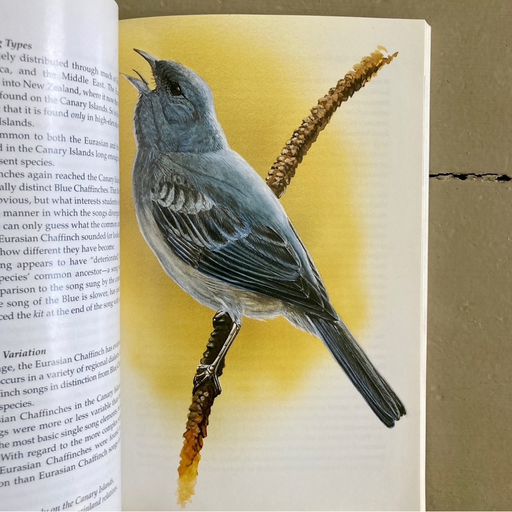 2 Bird Sounds The Birdwatcher's Activity Book Birdsong Animals Birds Naturalist